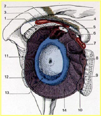 Dessin anatomique de l'épaule