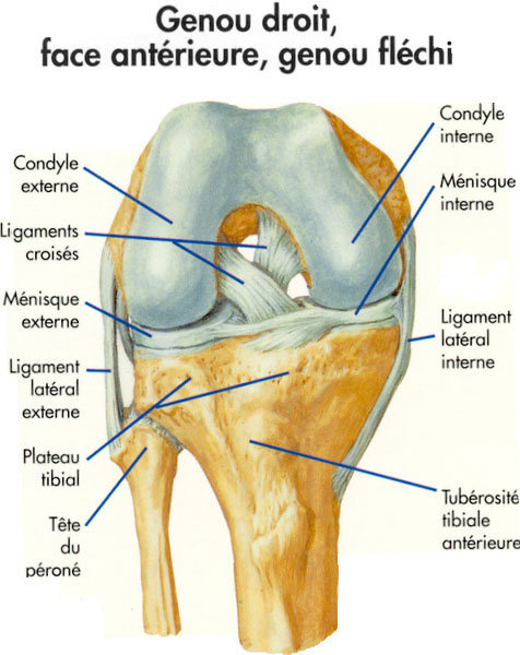 Schéma d'une articulation de genou