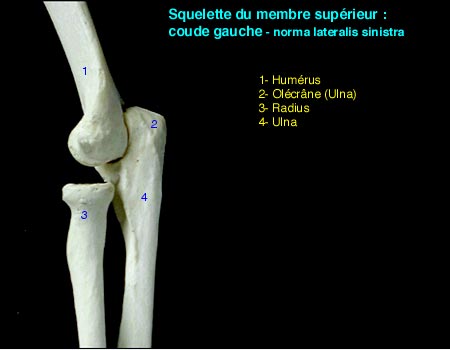 Squellete du coude gauche